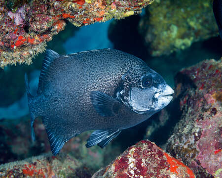 Image of Rock porgy