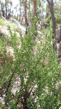 Image of Twiggy Daisy-bush