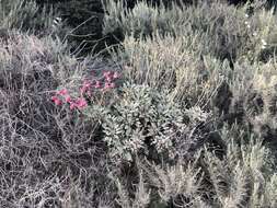 Image of redflower buckwheat