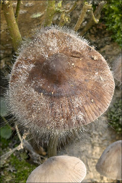 Image of <i>Spinellus fusiger</i> (Link) Tiegh. 1875