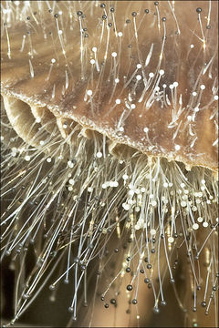 Image of <i>Spinellus fusiger</i> (Link) Tiegh. 1875