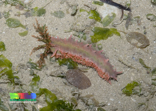 Image of Thorny sea cucumber