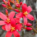 Слика од Jatropha nudicaulis Benth.