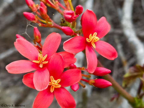 Image of Jatropha nudicaulis Benth.