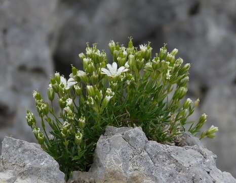 Imagem de Cerastium julicum Schellen.