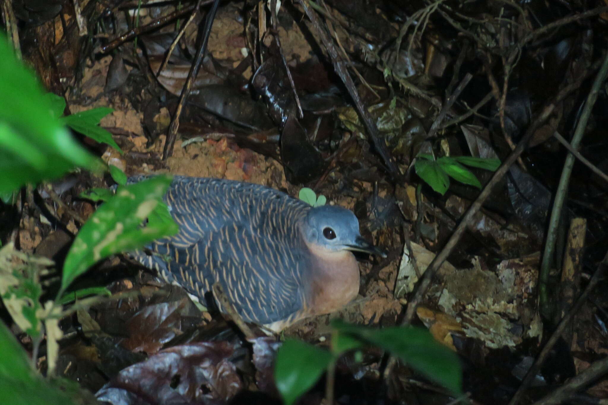 Image of Variegated Tinamou