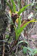 Image of Maxillaria fulgens (Rchb. fil.) L. O. Williams