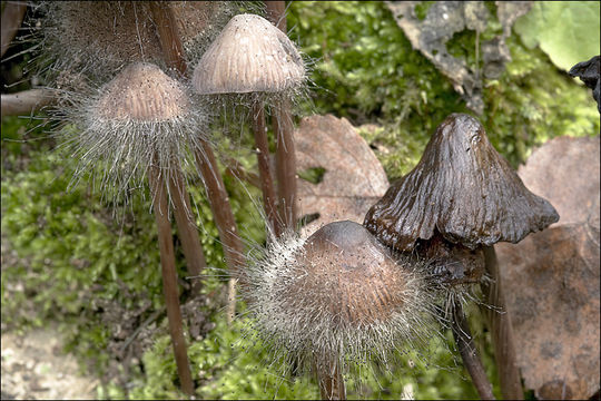 Image of <i>Spinellus fusiger</i> (Link) Tiegh. 1875