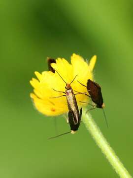 Image of marsh marygold moth