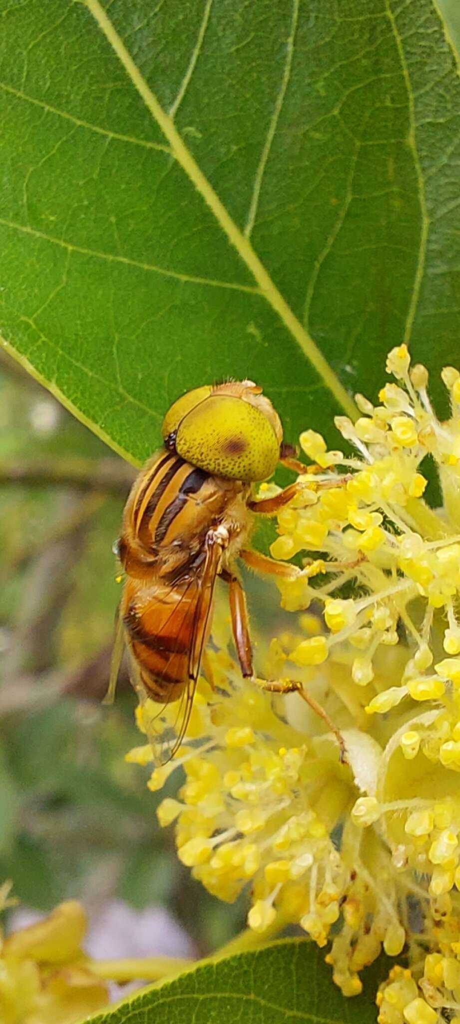 Image of Syrphid fly