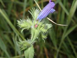 Plancia ëd Echium rosulatum Lange