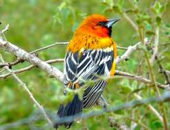 Image of Streak-backed Oriole