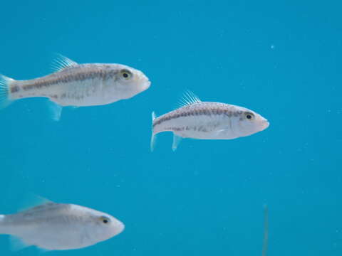 Image of twoline pupfish