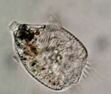 Image of Strobilidium caudatum