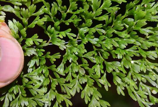 Hymenophyllum deplanchei Mett. ex Kuhn resmi