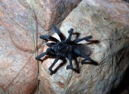 Image of Tuscan Bronze Tarantula