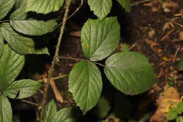 Image of Rubus dasyphyllus (Rogers) Rogers