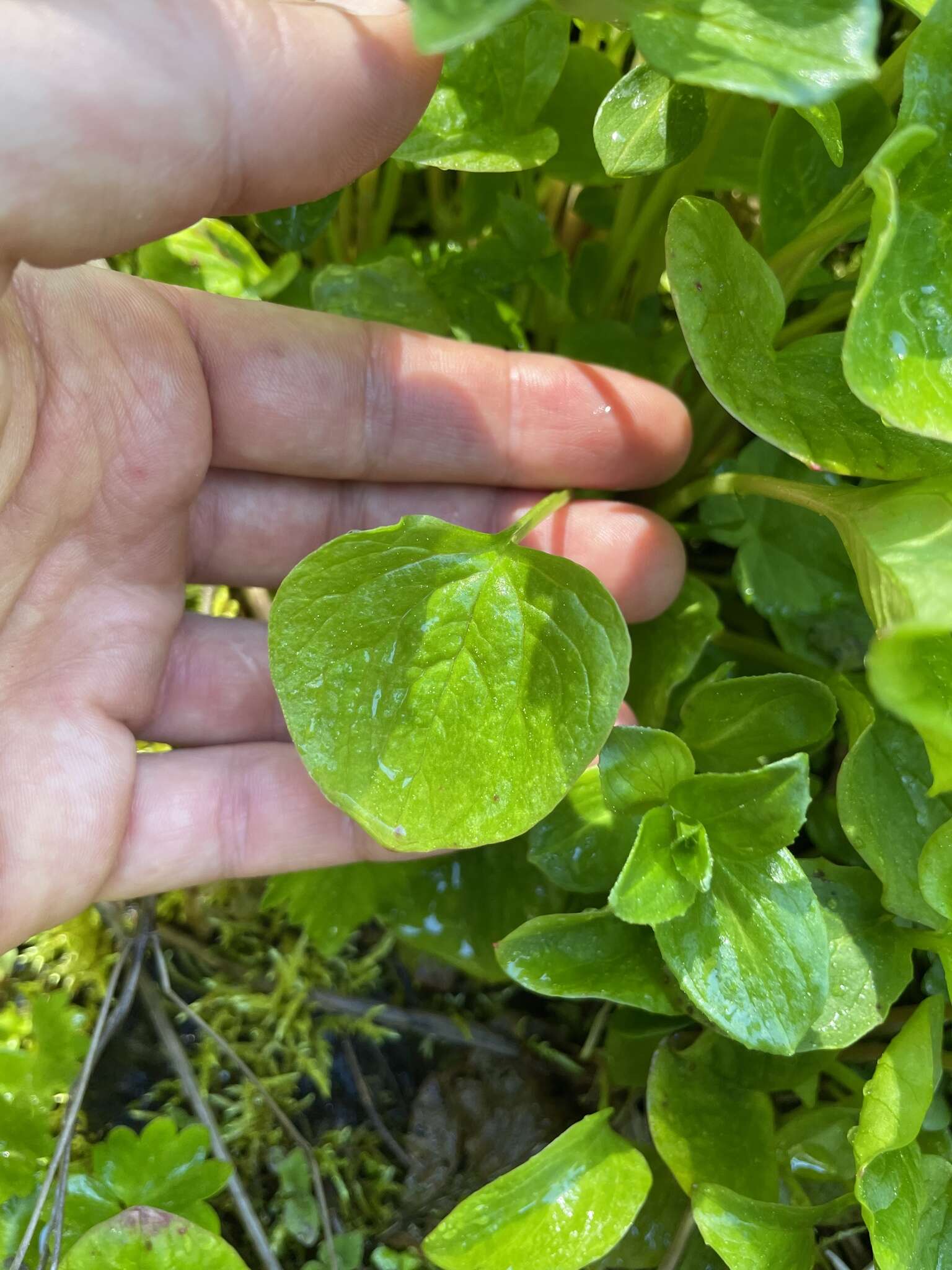 Claytonia cordifolia S. Wats. resmi