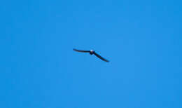 Image of African White-rumped Swift