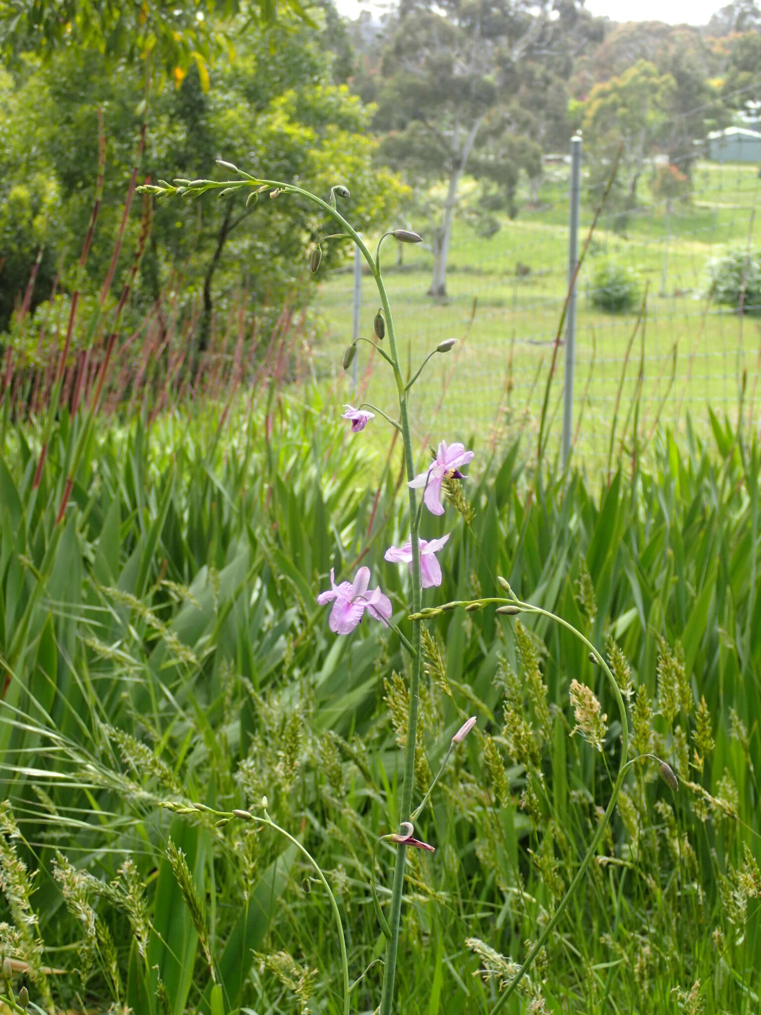 Image of Dichopogon