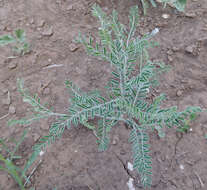 Image of silky sophora