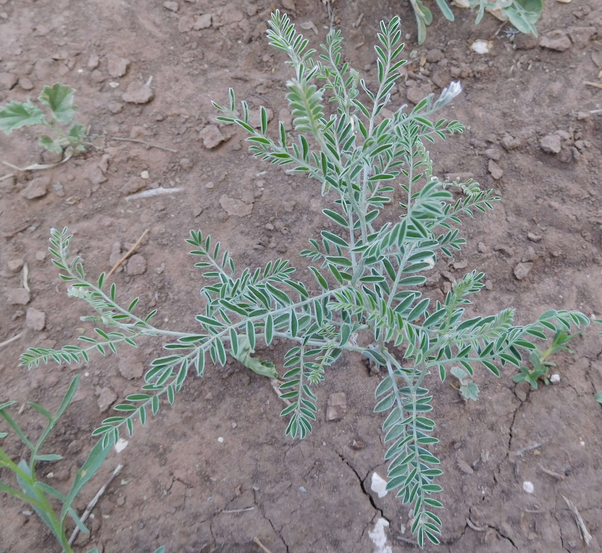 Image of silky sophora