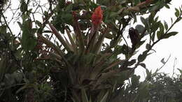 Tillandsia turneri Baker resmi