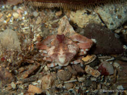 Image of Pennant's nut crab