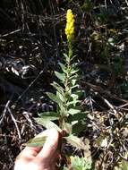 Image of California goldenrod