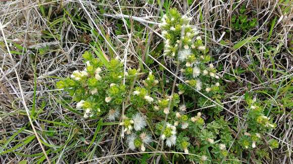 Image of Baccharis tricuneata (L. fil.) Pers.