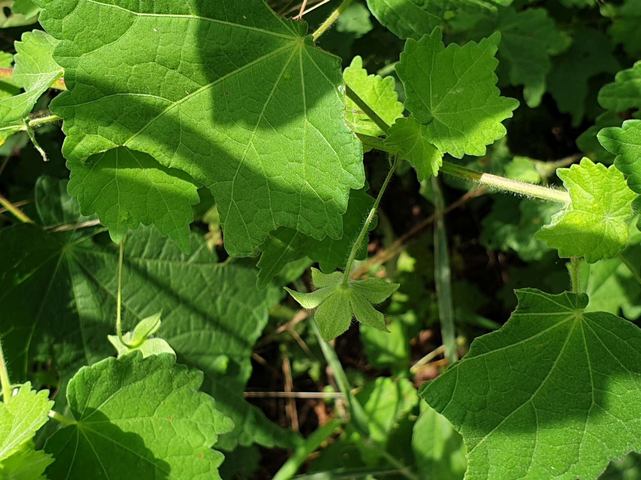 Image of Pavonia burchellii (DC.) Dyer