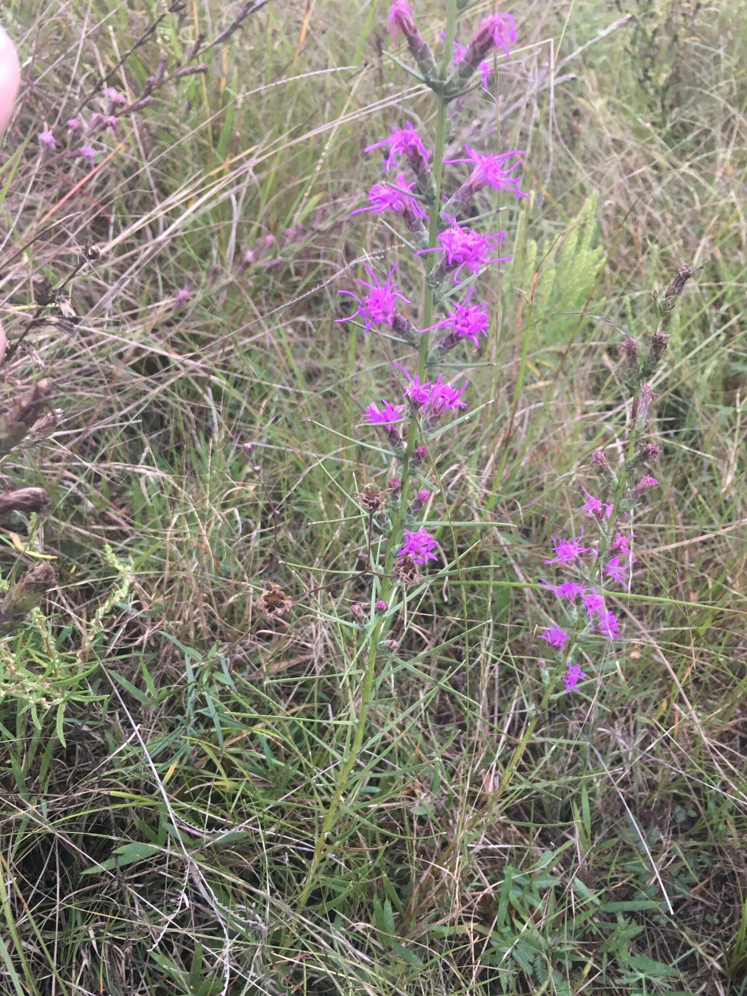 Слика од Liatris bracteata Gaiser