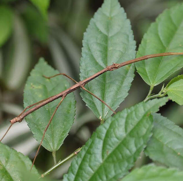 Image of Ceroys (Ceroys) perfoliatus (Gray & G. R. 1835)