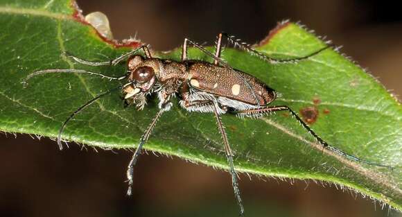 Image of Cylindera (Ifasina) disjuncta (Dejean 1825)