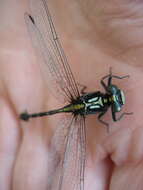 Image of Riverine Clubtail