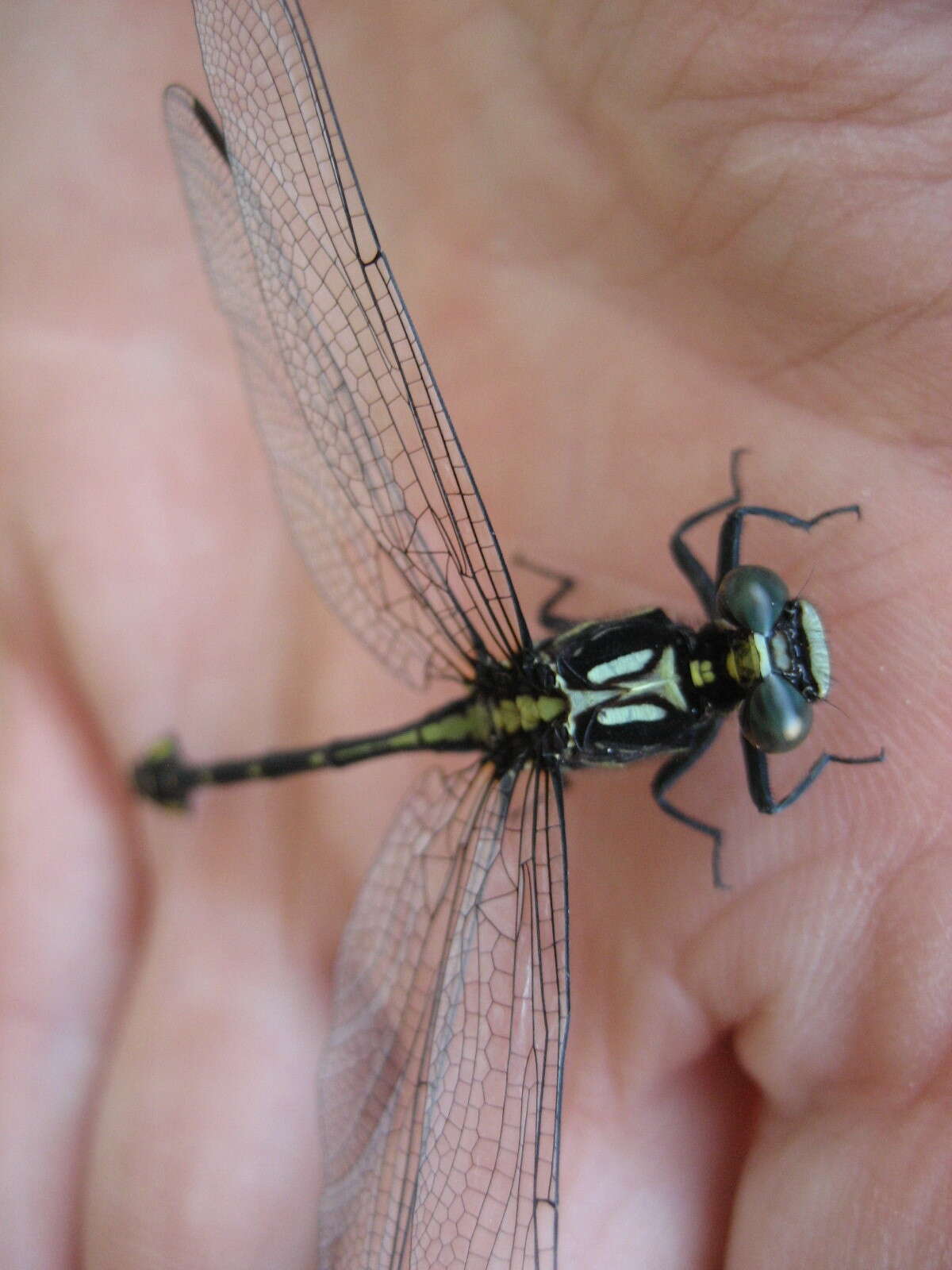 Image of Riverine Clubtail