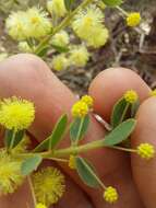 Image of Acacia cremiflora B. J. Conn & Tame