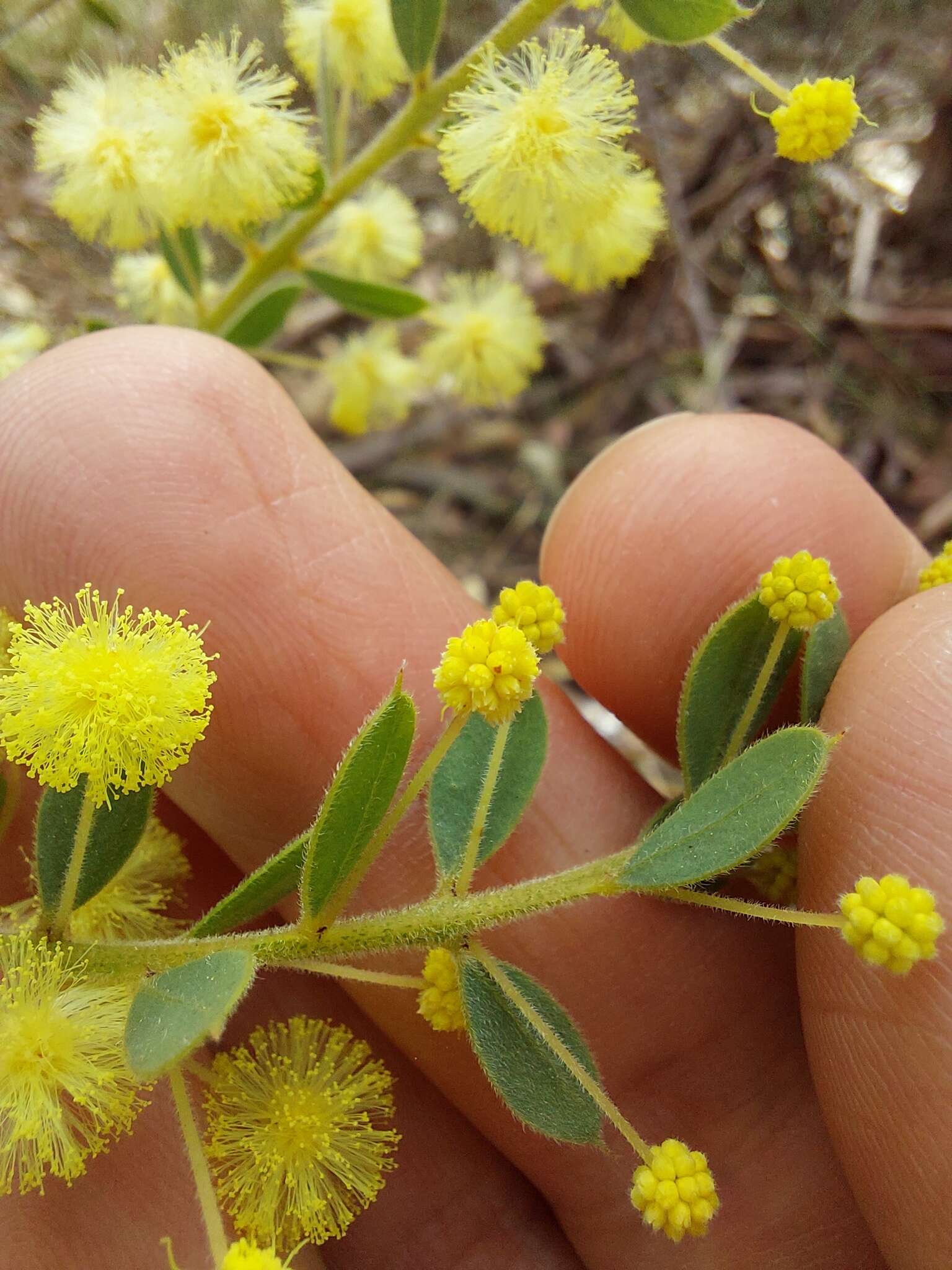 Acacia cremiflora B. J. Conn & Tame的圖片