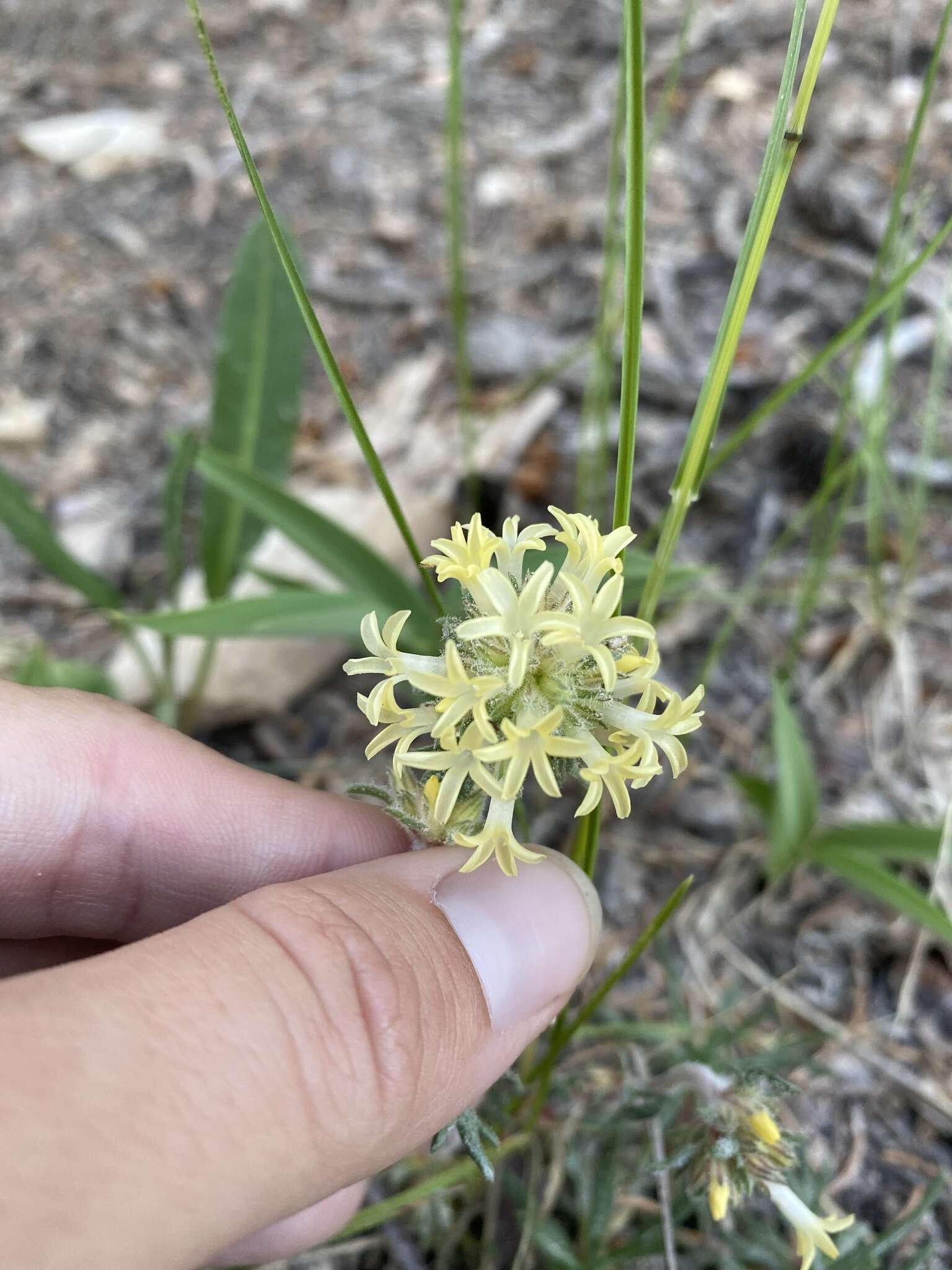 Sivun Ipomopsis spicata subsp. tridactyla (Rydb.) D. Wilken & R. L. Hartman kuva