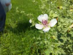 Image of Althaea × taurinensis