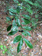 Image of large gallberry