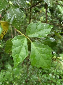 Plancia ëd Rhoicissus rhomboidea (E. Mey. ex Harv.) Planch.