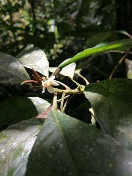 Image de Carpotroche platyptera Pittier