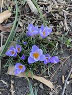 Crocus atticus (Boiss. & Orph.) Orph. resmi