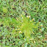 Tagetes filifolia Lag. resmi