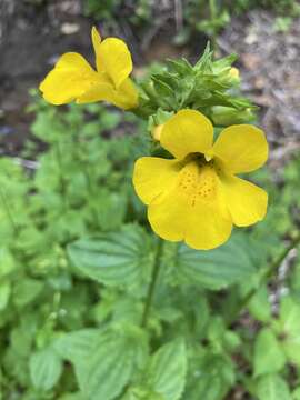 Plancia ëd Erythranthe decora (A. L. Grant) G. L. Nesom