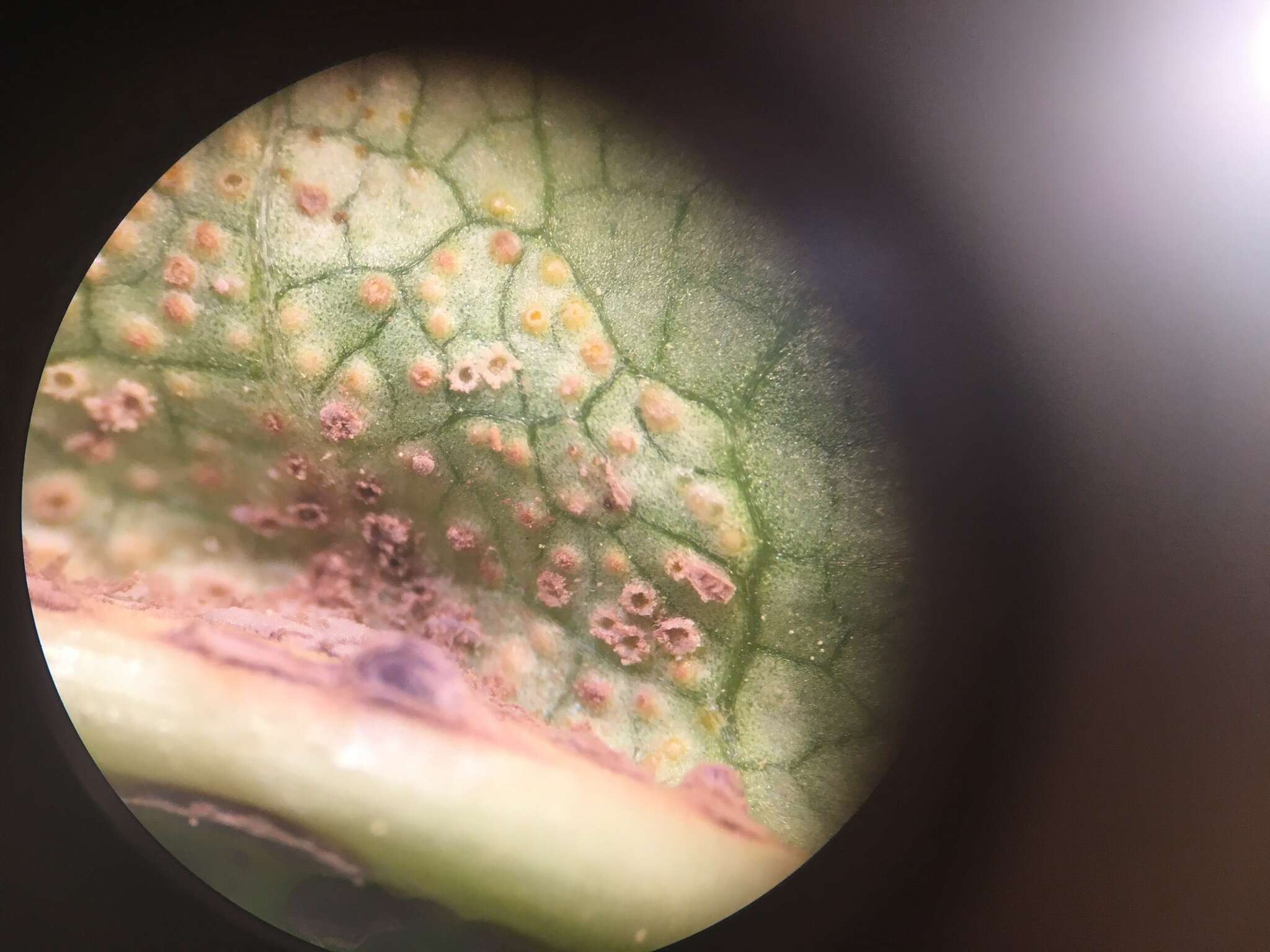 Image of Puccinia dioicae Magnus