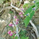 Image of Hesperothamnus littoralis (Brandegee) Brandegee