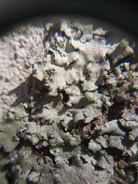 Image of canoparmelia lichen