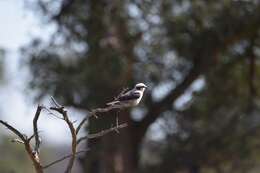 Image of Southern White-crowned Shrike